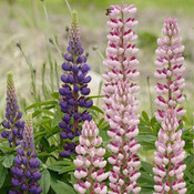 Russell Hybrids Lupins Flower Seed
